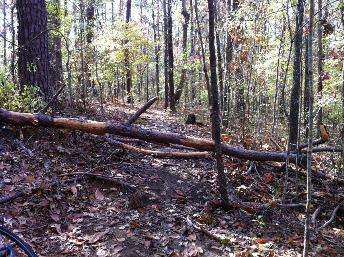 A winding dirt path through a forest, partially covered with fallen leaves and debris. In the foreground, a sizable fallen log obstructs the trail, surrounded by trees with green and autumn-colored foliage. The sunlight filters through the leaves, highlighting the natural setting. The Monkey Trail mountain bike trail.
