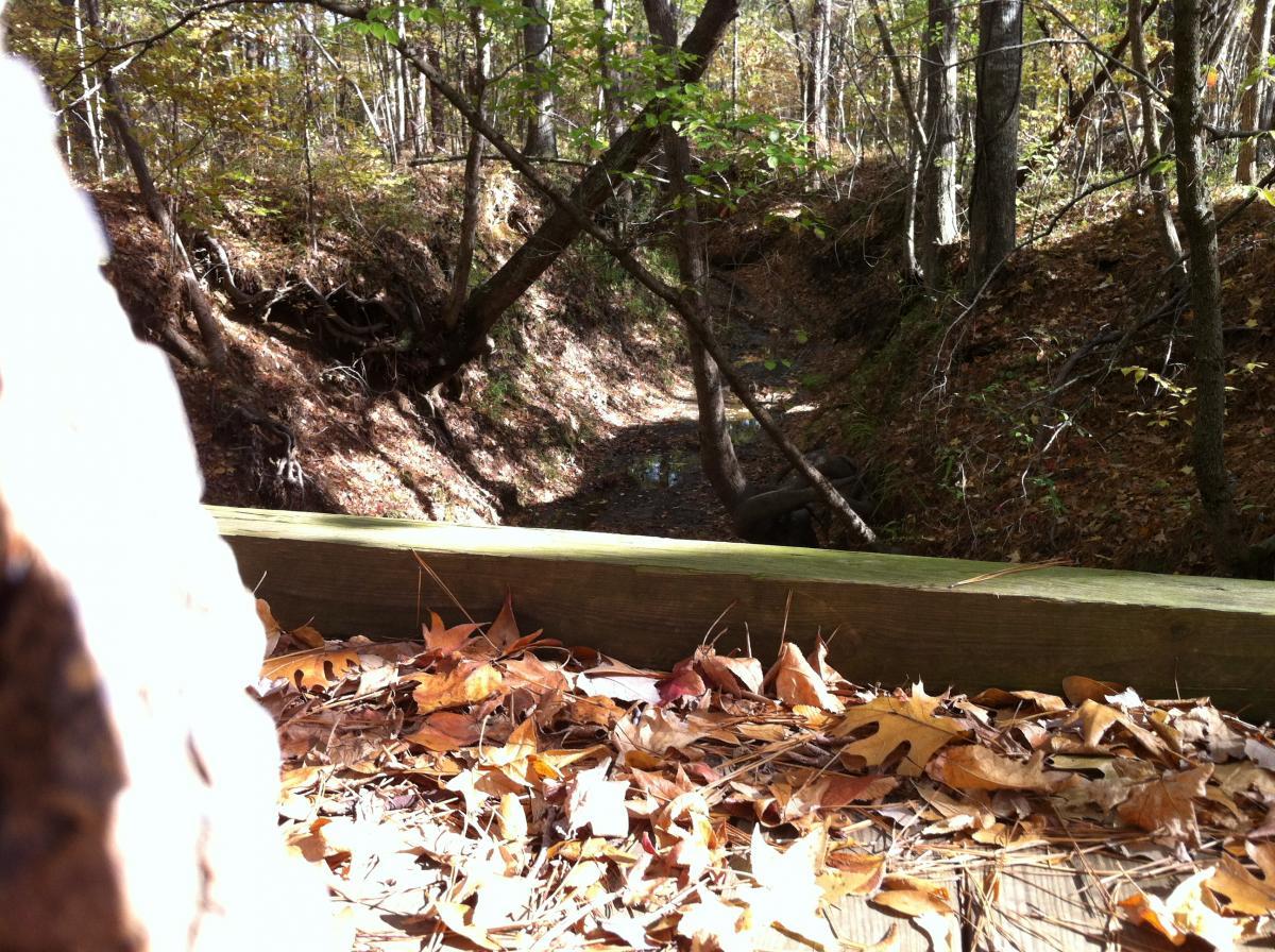 Alt tag: A forest scene with fallen leaves in the foreground, showcasing a narrow creek surrounded by trees and a sloped bank in autumn. The Monkey Trail mountain bike trail.