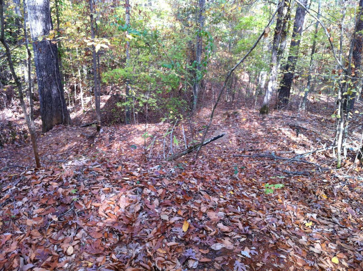 A serene woodland scene featuring a forest floor covered with a dense layer of fallen autumn leaves, surrounded by trees exhibiting a variety of vibrant green and yellow foliage. The sunlight filters through the trees, creating dappled patterns on the ground, enhancing the tranquil atmosphere of the natural setting. The Monkey Trail mountain bike trail.