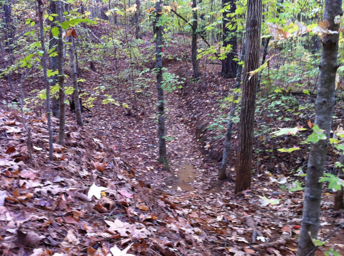 A wooded landscape with trees surrounded by fallen leaves, showing a small, meandering path or drainage area in the center. The scene suggests a serene outdoor environment, indicative of a forested area during autumn. The Monkey Trail mountain bike trail.