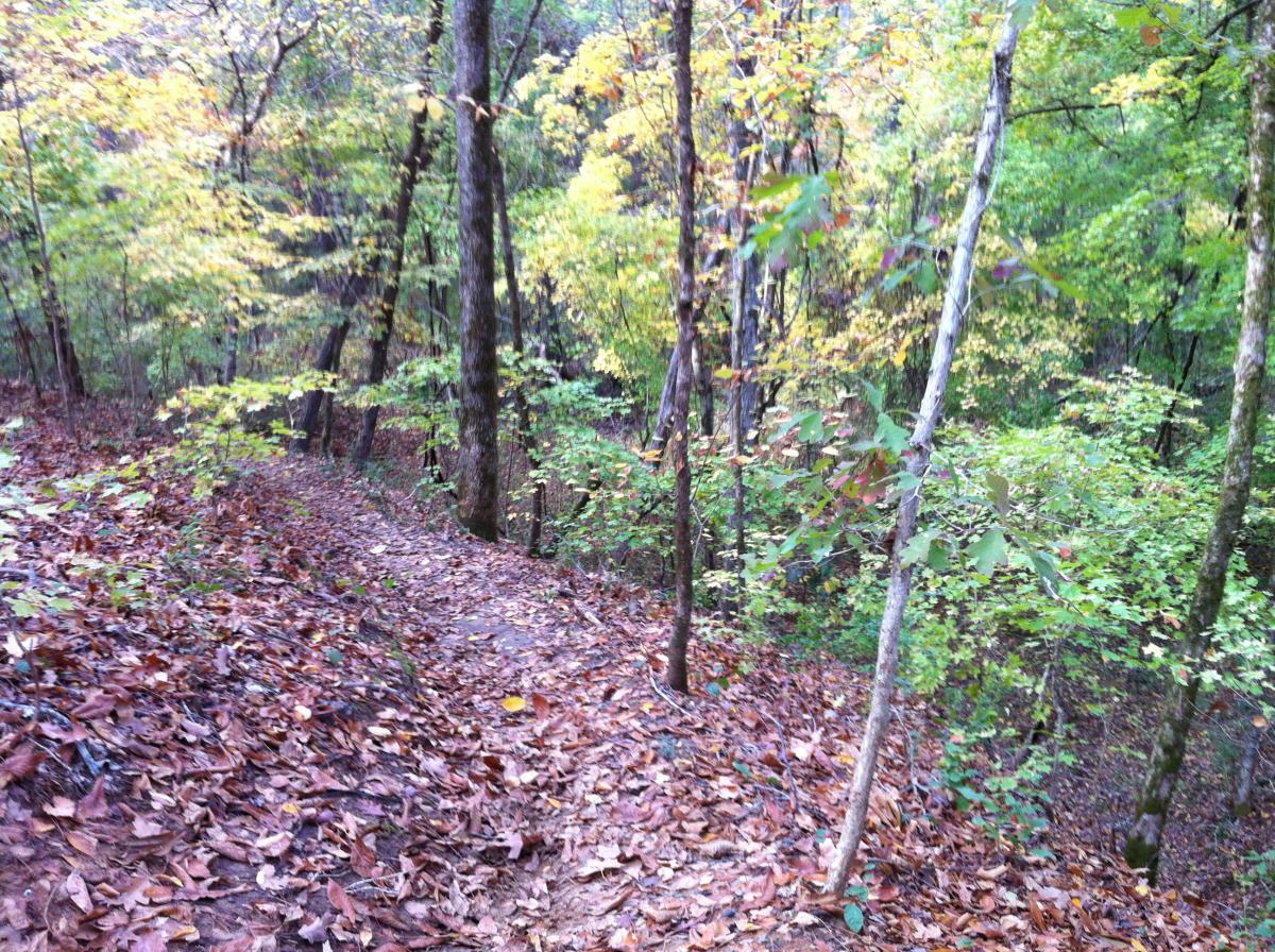 A winding trail through a lush forest, covered with fallen leaves. Trees displaying hints of autumn colors are visible on either side, creating a serene and picturesque nature scene. The Monkey Trail mountain bike trail.