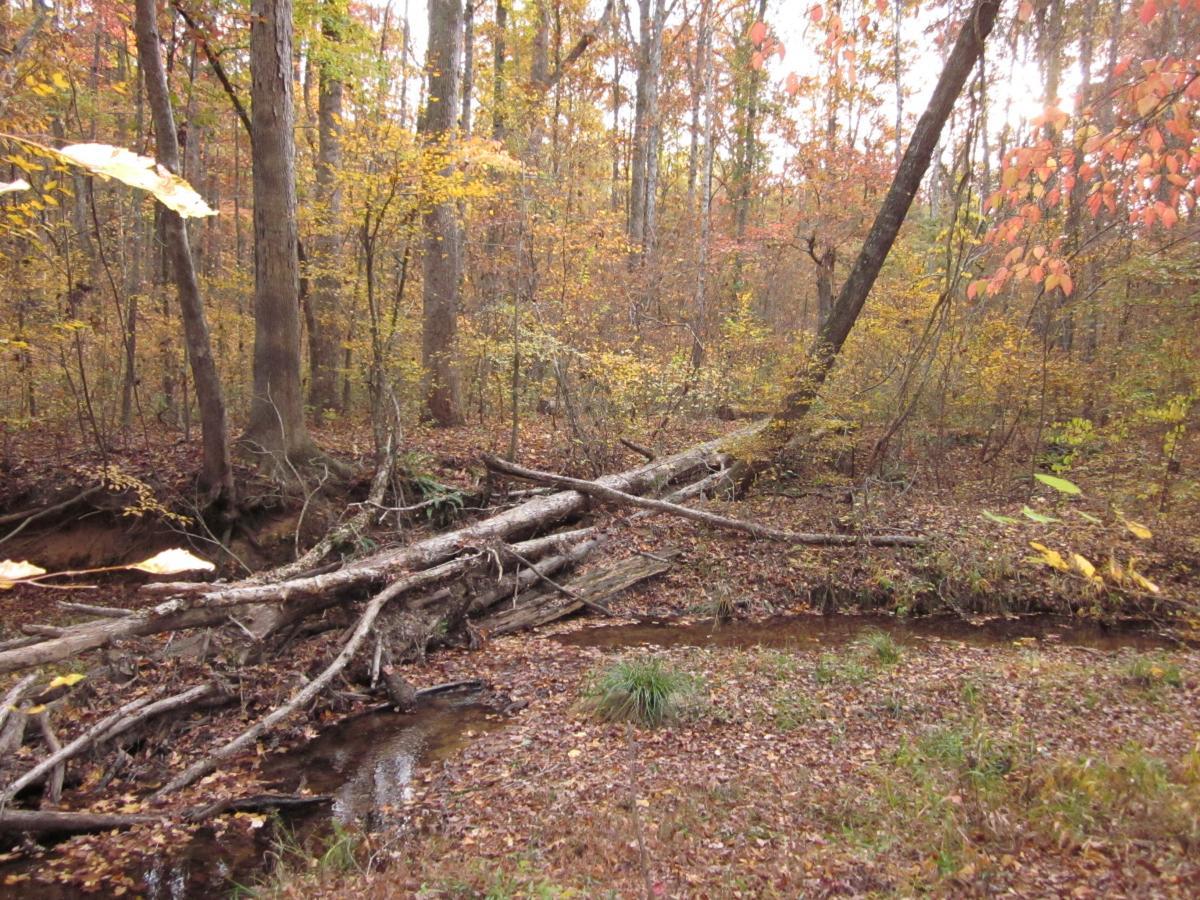 A tranquil autumn scene in a forest, featuring fallen logs across a small creek. Surrounding trees display vibrant fall foliage with shades of orange and yellow. The ground is covered in fallen leaves and patches of grass, creating a peaceful natural setting. Dauset Trails Nature Center mountain bike trail.
