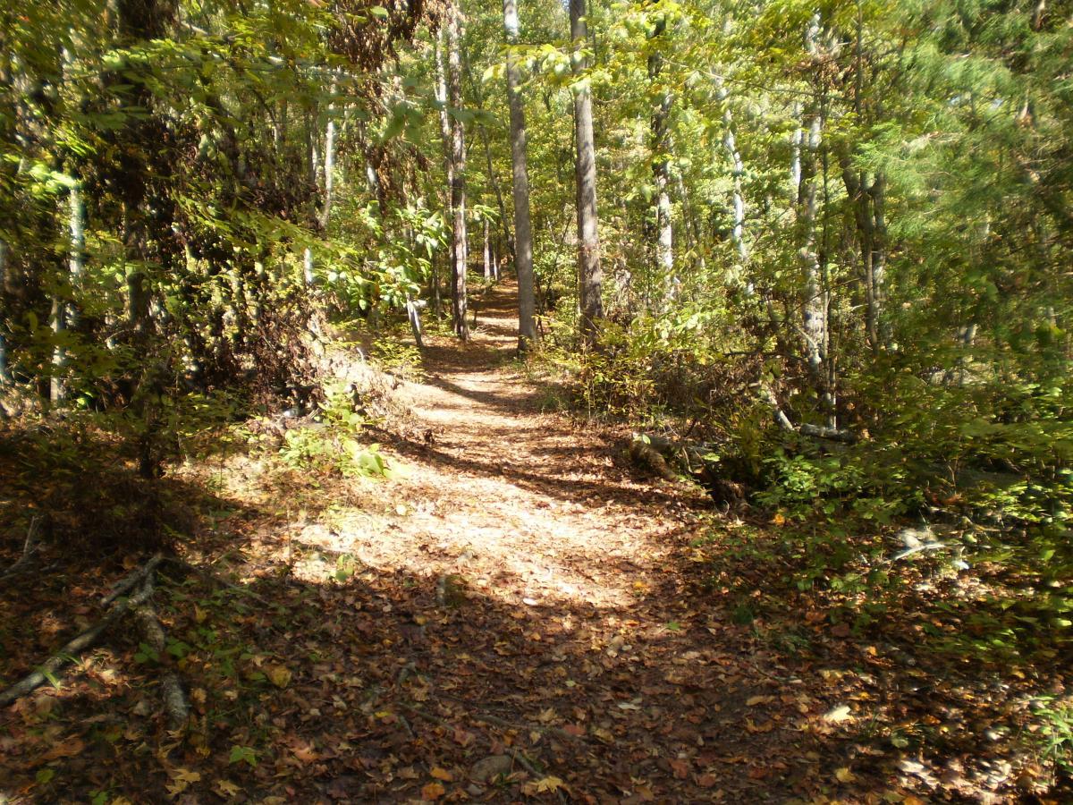 A winding dirt path surrounded by lush greenery and trees, with a carpet of fallen leaves on the ground. The trail leads into a serene forest, with sunlight filtering through the leaves. Watson Mill Bridge State Park mountain bike trail.