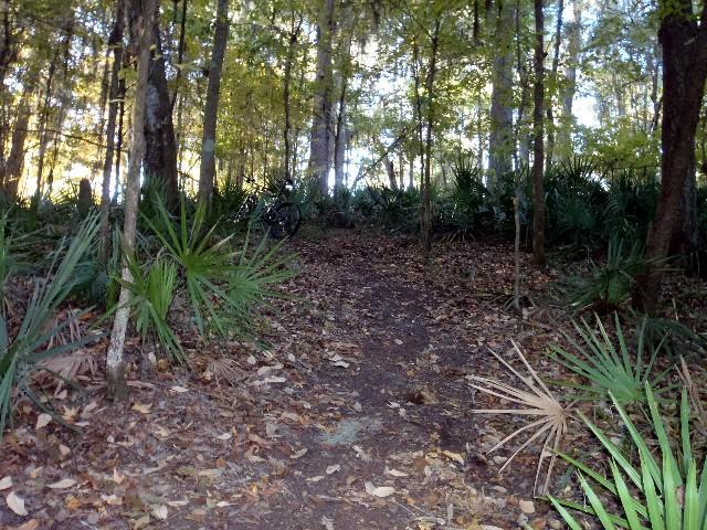 A winding dirt path leads through a wooded area, surrounded by tall trees with golden leaves. The ground is covered in fallen leaves, and clusters of green plants can be seen on either side of the trail, indicating an inviting but untamed forest environment. Soft natural light filters through the trees, creating a tranquil atmosphere. Fosters Hammock mountain bike trail.
