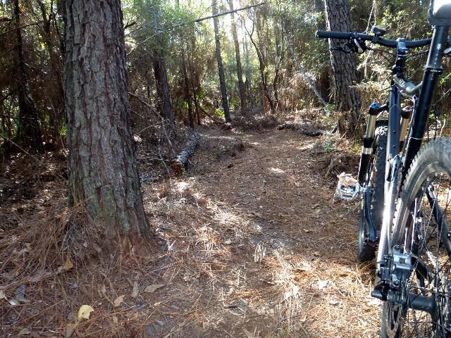A narrow dirt path winds through a forest, lined by tall trees and covered in fallen pine needles. In the foreground, a mountain bike leans against a tree, suggesting a serene outdoor setting for biking or hiking. Fosters Hammock mountain bike trail.