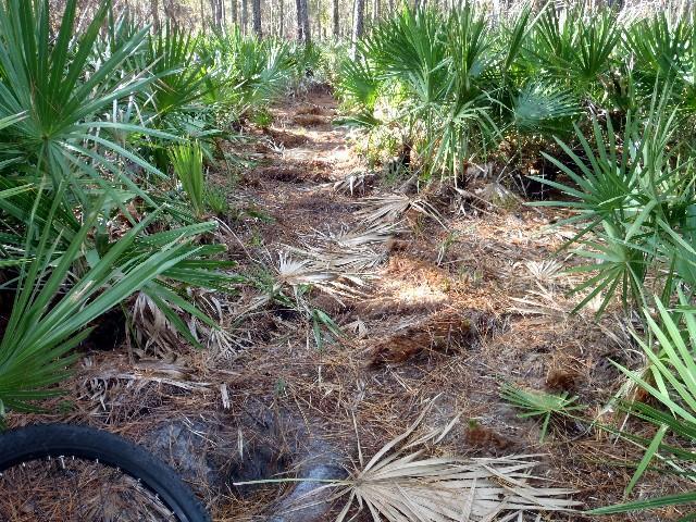 A narrow dirt path lined with green palmetto plants and scattered dried leaves, winding through a forested area. The ground is uneven, with patches of leaves and pine needles, indicating outdoor trail conditions. Fosters Hammock mountain bike trail.