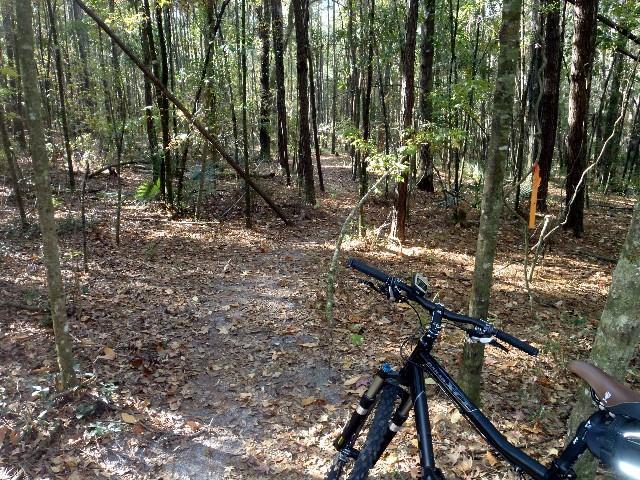 A mountain bike is positioned on a dirt path surrounded by tall trees in a wooded area, with fallen leaves covering the ground and sunlight filtering through the foliage, creating a serene outdoor scene. Fosters Hammock mountain bike trail.