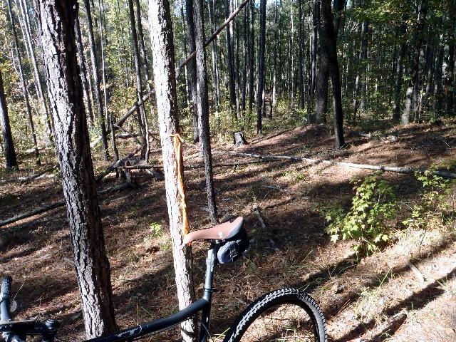 A mountain bike positioned on the forest floor, with tall trees surrounding it. Sunlight filters through the leaves, creating dappled light patterns on the ground covered with pine needles. A trail can be seen in the background leading deeper into the woods. Fosters Hammock mountain bike trail.