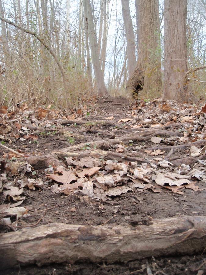 A narrow dirt path winding through a tranquil forest, covered with fallen leaves and exposed tree roots. The scene is lined with tall trees in the background, with a muted, overcast sky above. Goshen mountain bike trail.