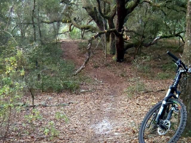 A mountain bike is parked beside a dirt trail surrounded by dense greenery and trees. The path winds through a forest, with scattered leaves covering the ground and branches reaching overhead. Ern N Burn mountain bike trail.