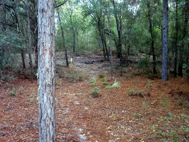 A forested area featuring tall trees with a mixture of green foliage and fallen pine needles. A narrow path leads into the woods, marked by a yellow post. The scene evokes a sense of tranquility and nature. Beyond mountain bike trail.