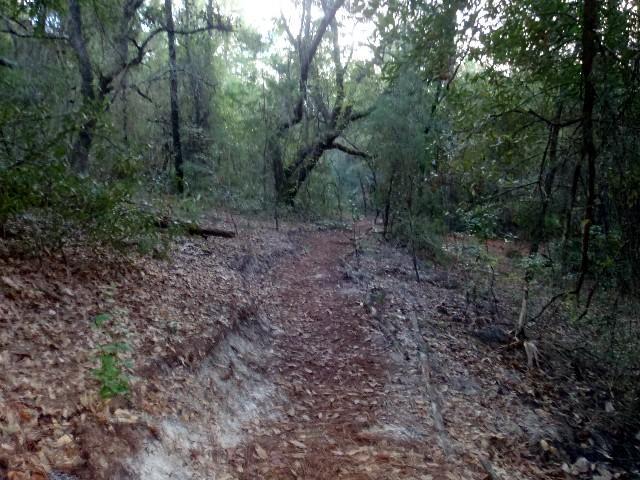 A narrow dirt path winding through a dense forest, surrounded by trees and underbrush. The scene captures a peaceful, natural landscape with sunlight filtering through the leaves, highlighting the earthy tones of the trail and surrounding vegetation. Ern N Burn mountain bike trail.