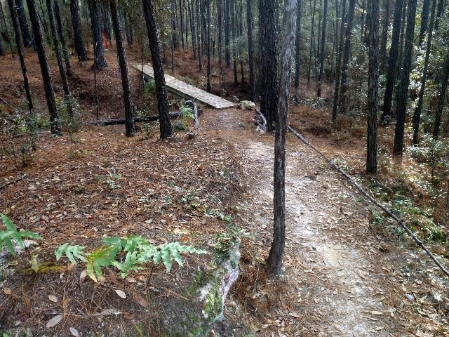 A dirt path winding through a densely wooded area with tall trees and scattered fallen leaves. A wooden bridge crosses a small clearing, providing access to the trail beyond. Green ferns and underbrush are visible along the sides of the path, creating a natural, serene atmosphere. Ern N Burn mountain bike trail.