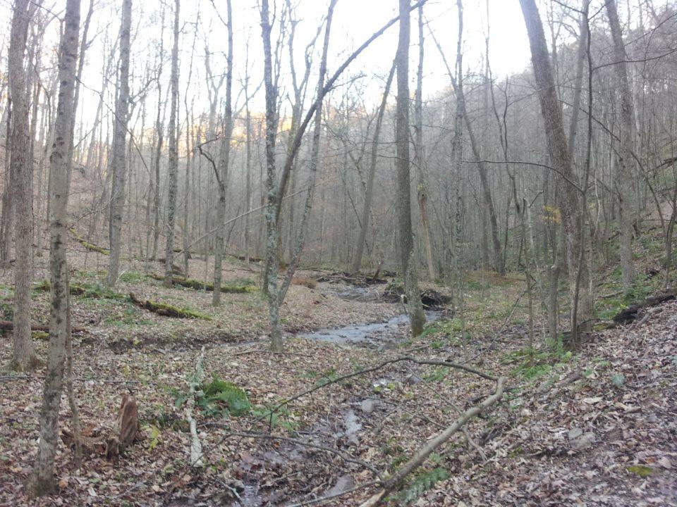 A serene forest scene featuring bare trees in early spring, a gently flowing creek, and a carpet of fallen leaves and underbrush. The light is soft, suggesting early morning or late afternoon. Allegrippis Trails mountain bike trail.
