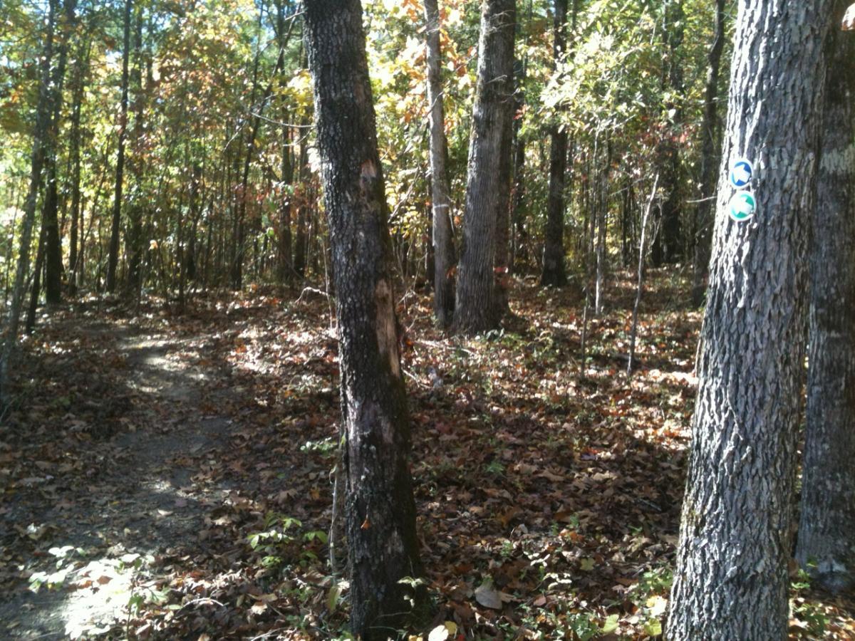 A winding dirt trail surrounded by tall trees with autumn foliage, featuring fallen leaves on the ground. Trail markers can be seen on a nearby tree. The sunlight filters through the leaves, creating a serene woodland atmosphere. Arrowhead Park mountain bike trail.
