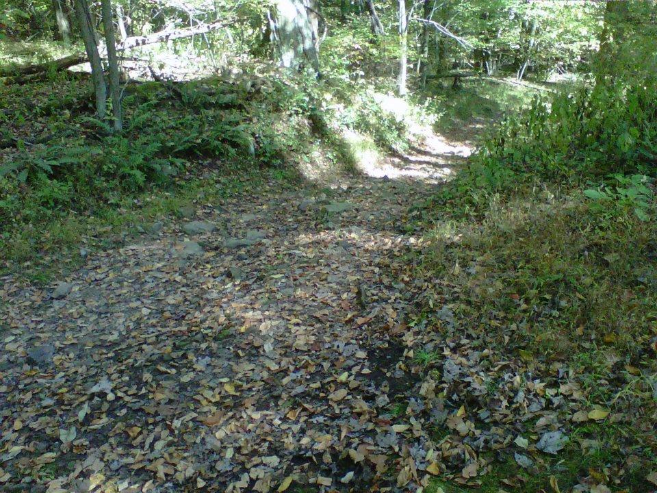 A narrow, winding forest path covered with fallen leaves, surrounded by greenery and trees under dappled sunlight. The trail leads through a peaceful woodland setting. Coopers Rock mountain bike trail.