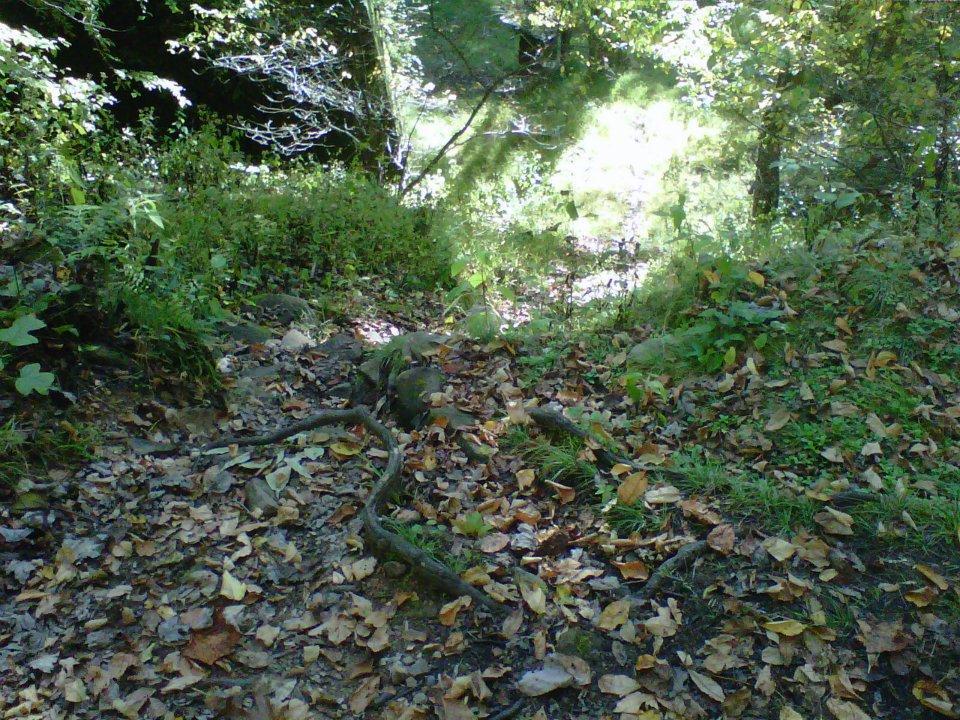 A natural woodland scene featuring a narrow path covered with a mixture of fallen leaves and small rocks. Lush greenery and shrubs line the sides of the path, with sunlight filtering through the trees in the background. Coopers Rock mountain bike trail.