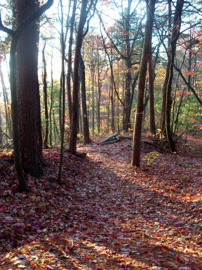 A winding trail through a wooded area, covered with colorful autumn leaves. Sunlight filters through the trees, creating a warm, inviting atmosphere in a peaceful forest setting. Bull Mountain / 223 mountain bike trail.