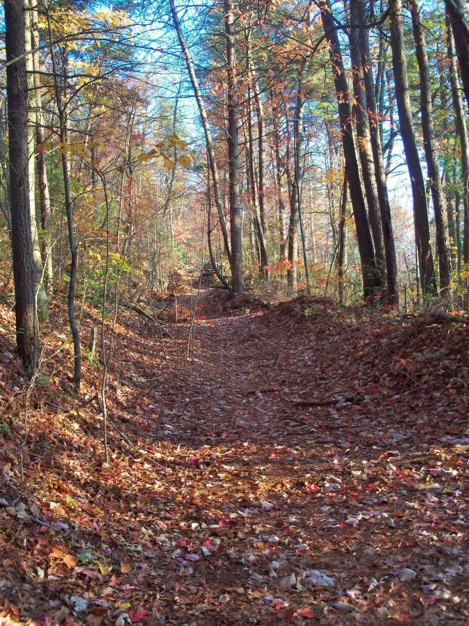 A tranquil forest trail lined with tall trees, showcasing autumn foliage with leaves scattered on the ground. The pathway curves gently into the distance under a clear blue sky. Bull Mountain / 223 mountain bike trail.