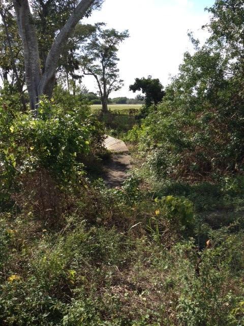 A narrow, winding path surrounded by lush green vegetation, leading toward a clear field in the distance. The scene is illuminated by bright sunlight, highlighting various plants and trees along the trail. Quiet Waters Park mountain bike trail.