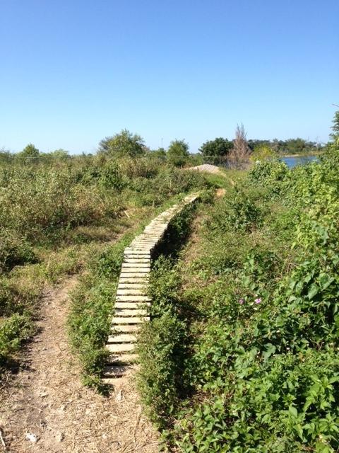 A narrow stone pathway winding through lush greenery, leading towards a body of water under a clear blue sky. The path is bordered by tall plants and bushes, creating a serene, natural atmosphere. Quiet Waters Park mountain bike trail.