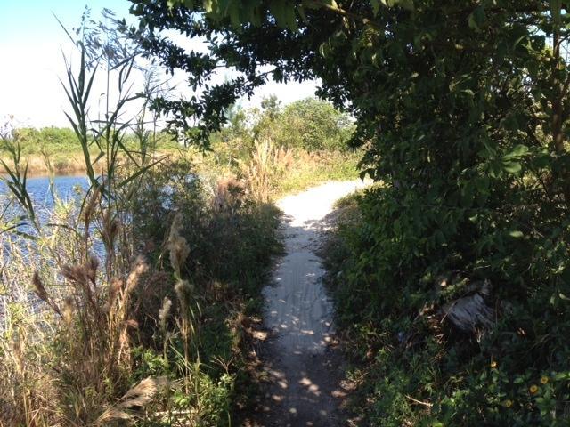A narrow sandy path surrounded by lush greenery, leading toward a tranquil waterway. The sunlight filters through the leaves above, creating a serene atmosphere in the natural landscape. Quiet Waters Park mountain bike trail.