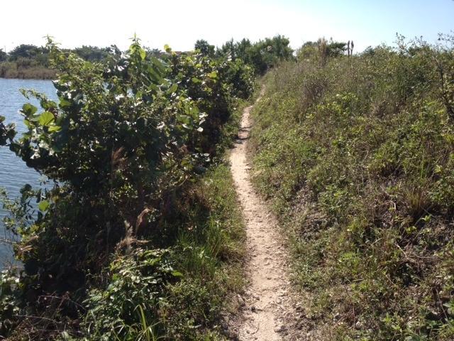 A narrow dirt path lined with lush green vegetation and small bushes, running alongside a body of water under clear blue skies. Quiet Waters Park mountain bike trail.