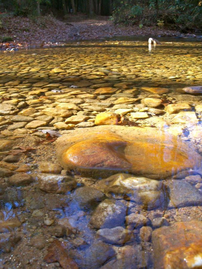 A shallow stream with clear water reveals smooth, rounded stones and pebbles at the bottom. The surface reflects surrounding greenery and brown leaves, indicating a natural setting in a forested area. Bull Mountain Cutoff / Fdr-83 / 223d mountain bike trail.