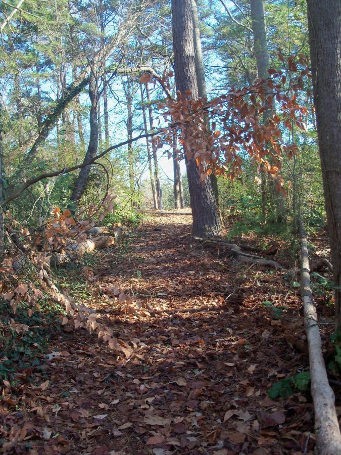A forest path lined with tall trees and fallen leaves, leading into a sunlit clearing in the distance. The ground is covered in brown foliage, with some greenery peeking through the underbrush and contrasting branches. Charleston Park mountain bike trail.