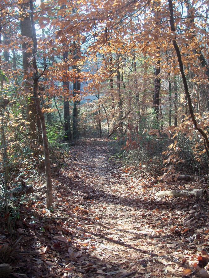 A serene forest path winding through trees adorned with autumn leaves, scattered on the ground, illuminated by soft sunlight filtering through the branches. Charleston Park mountain bike trail.