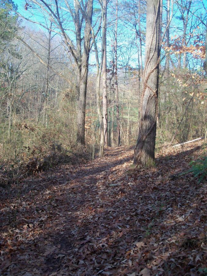 A serene forest path covered with fallen leaves, flanked by tall trees with thin branches and sparse foliage under a clear blue sky. The trail leads into the distance, suggesting a peaceful natural setting. Charleston Park mountain bike trail.