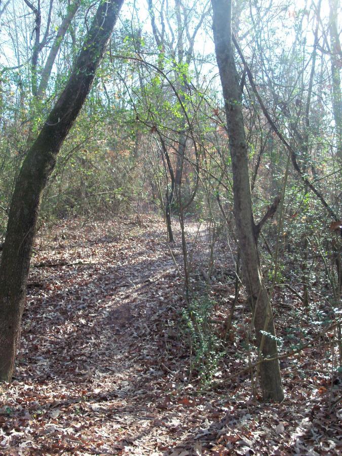 A narrow dirt path winding through a wooded area, surrounded by trees and underbrush. The ground is covered with fallen leaves, and sunlight filters through the branches, casting a gentle glow on the scene. Charleston Park mountain bike trail.