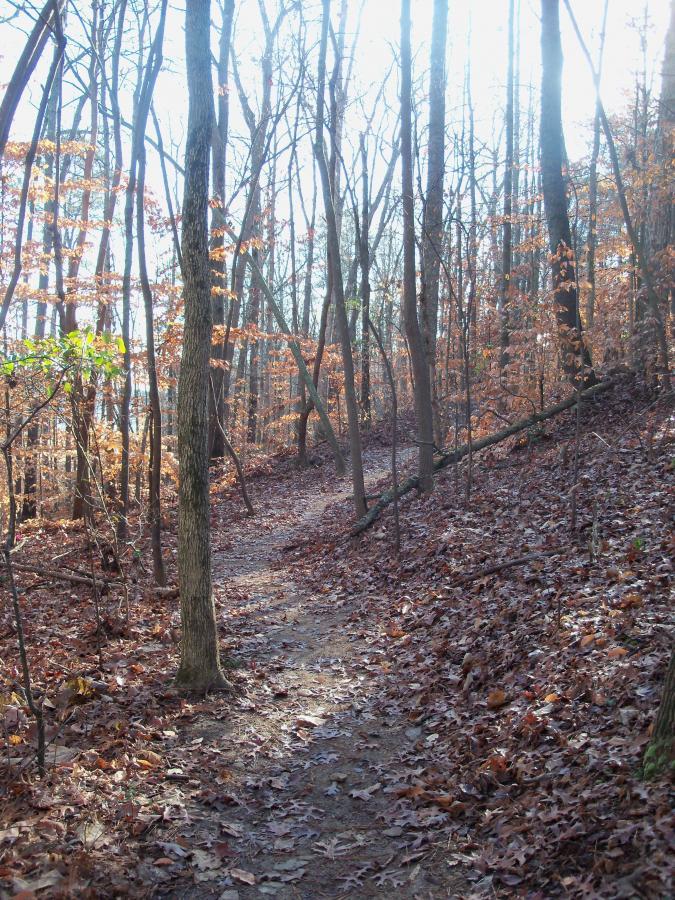 A winding dirt path through a forest with tall, bare trees and fallen leaves covering the ground, illuminated by soft sunlight filtering through the branches. Charleston Park mountain bike trail.