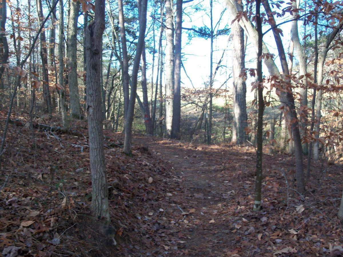 A winding dirt path through a forest with tall trees, some with bare branches and others with a few remaining leaves. The ground is covered in brown fallen leaves, and dappled sunlight filters through the tree canopy, illuminating the trail ahead. Charleston Park mountain bike trail.