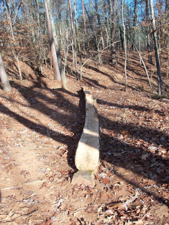 A long, cut tree log serves as a natural bridge along a forest path covered with brown leaves, surrounded by tall trees and dappled sunlight. Shadows from the trees stretch across the ground, enhancing the serene, woodland atmosphere. Charleston Park mountain bike trail.