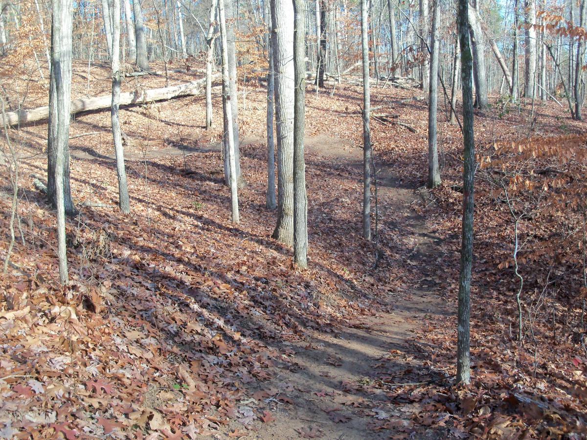 A winding dirt path surrounded by tall, bare trees in a forest during autumn. The ground is covered with a layer of fallen leaves, creating a natural and tranquil setting. Sunlight filters through the branches, casting soft shadows on the trail. Charleston Park mountain bike trail.