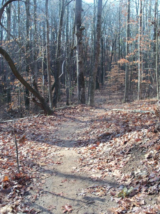 A winding dirt path through a forest with bare trees and a carpet of brown leaves covering the ground, indicating late autumn or early winter. Soft sunlight filters through the branches, creating a serene and tranquil atmosphere. Charleston Park mountain bike trail.
