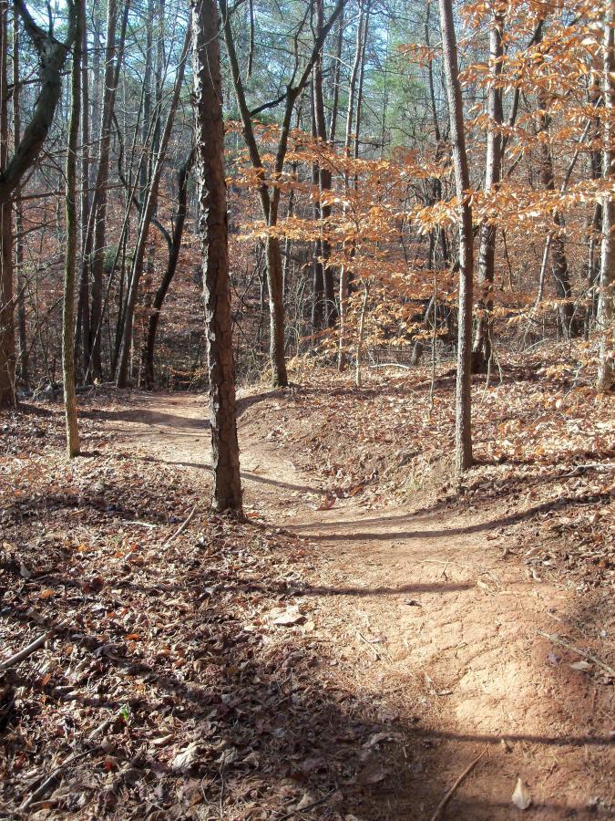 A winding dirt path through a forest, surrounded by tall trees with sparse foliage and remnants of autumn leaves on the ground, creating a peaceful and natural setting. Charleston Park mountain bike trail.
