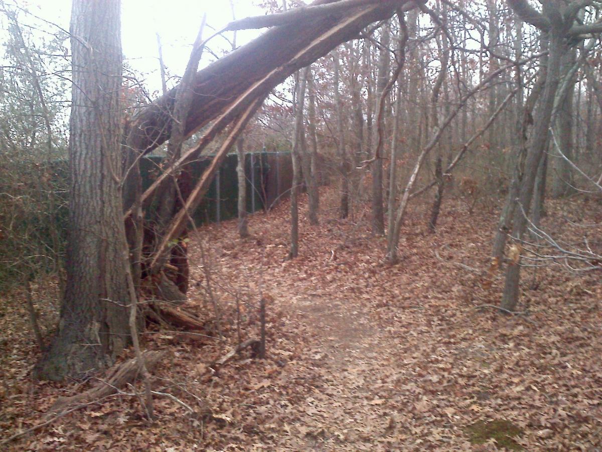 A wooded area featuring a partially fallen tree leaning against another tree. The ground is covered with dry leaves, and there are some sparse trees and underbrush in the background. A fence is visible in the distance, adding a sense of depth to the scene. The atmosphere appears muted, suggesting a cool, overcast day. Manetto Hills mountain bike trail.
