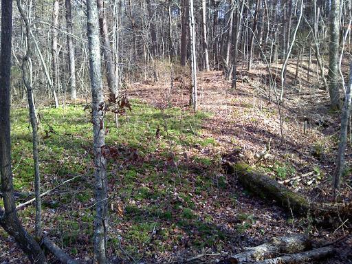 A forest scene featuring bare trees and patches of green moss on the ground, with fallen leaves scattered across the forest floor. The sunlight creates dappled shadows in the wooded area, suggesting early spring or late winter. Five Points mountain bike trail.