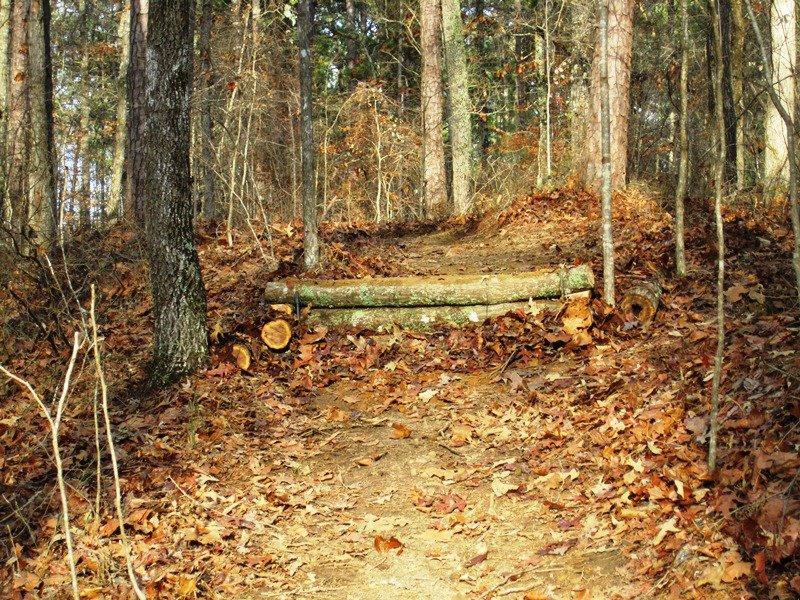A forest path covered in fallen leaves, featuring a low log bridge at the top of a gentle slope, surrounded by trees with sparse foliage. Dwelling Loop mountain bike trail.