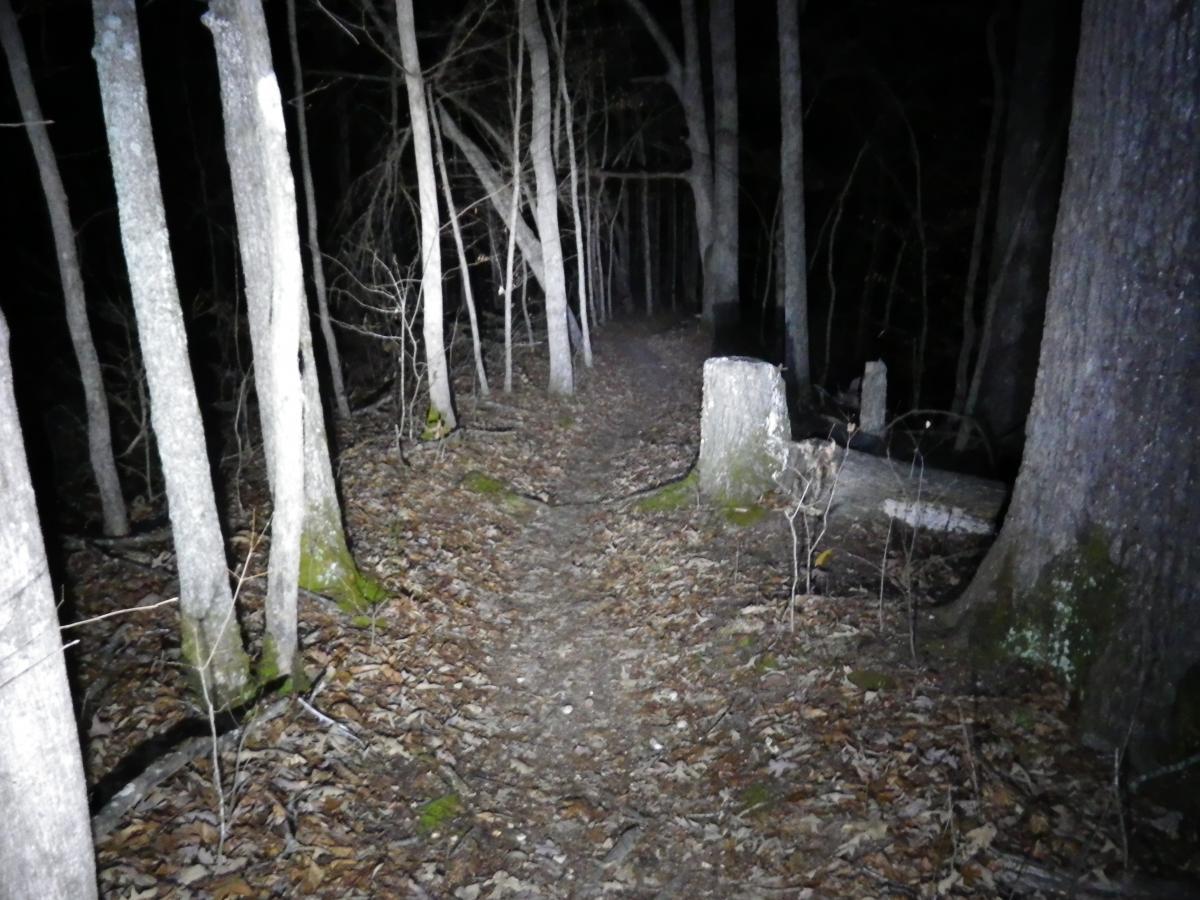 A dimly lit forest path surrounded by tall trees, with a dirt trail covered in fallen leaves. The scene is set at night, creating an eerie atmosphere, with faint light highlighting parts of the path and trees. Canal Loop mountain bike trail.