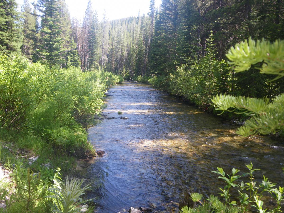 A serene river flowing through a lush forest, surrounded by dense greenery and towering trees. The sunlight glimmers on the clear water, reflecting the peacefulness of the natural setting. Capri Lake mountain bike trail.
