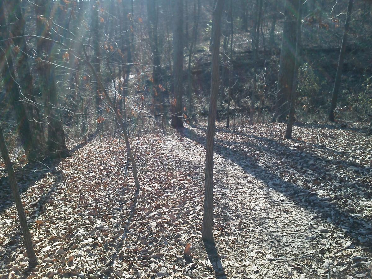 A sunlit forest path winding through trees with bare branches and fallen leaves covering the ground, creating a serene natural setting. 3rd Battle Of Winchester Trail mountain bike trail.