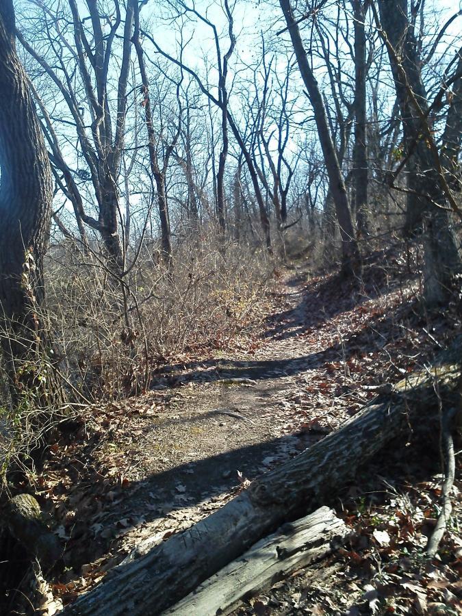 A winding dirt path through a wooded area, lined with leafless trees and scattered fallen leaves, suggesting a late autumn or early winter setting. 3rd Battle Of Winchester Trail mountain bike trail.