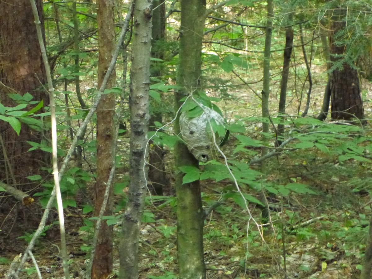 A gray wasp nest attached to a tree trunk, surrounded by dense green foliage in a forest setting. Nicolet Nat'l Forest mountain bike trail.