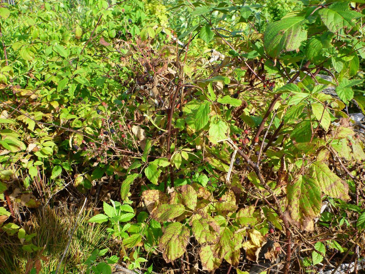 A dense growth of green and brown foliage, with various leaves and stems, including raspberry or blackberry plants featuring clusters of small, unripe berries. The vegetation appears healthy but includes some yellowing leaves, indicating the transition toward autumn. Nicolet Nat'l Forest mountain bike trail.