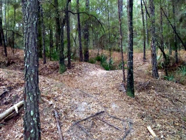 A dirt path winding through a wooded area, surrounded by tall trees and a carpet of fallen leaves. The foliage is lush and green, indicating a natural, serene environment. Canal Diggings mountain bike trail.