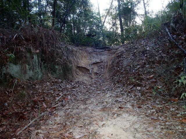 A narrow, sloping dirt path surrounded by overgrown vegetation and scattered dry leaves, leading through a forested area. The path shows signs of erosion, with visible grooves and exposed soil. Sunlight filters through the trees, creating a tranquil, natural atmosphere. Canal Diggings mountain bike trail.