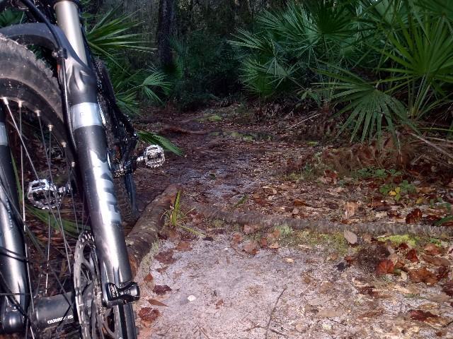 A close-up view of the front fork of a mountain bike, positioned beside a dirt trail surrounded by lush greenery and palm trees. The path is partially covered with fallen leaves, indicating a natural outdoor setting. Nayles Trail mountain bike trail.